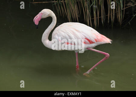 Greater Flamingo (Phoenicopterus roseus) at Ohrada Zoo in Hluboka nad Vltavou, South Bohemia, Czech Republic. Stock Photo