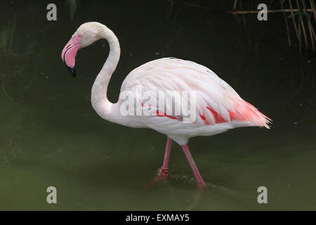 Greater Flamingo (Phoenicopterus roseus) at Ohrada Zoo in Hluboka nad Vltavou, South Bohemia, Czech Republic. Stock Photo