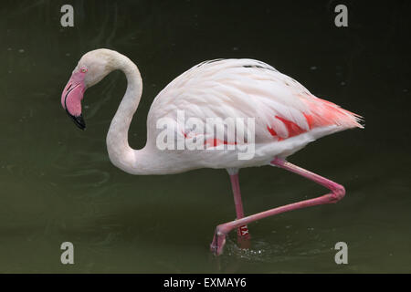 Greater Flamingo (Phoenicopterus roseus) at Ohrada Zoo in Hluboka nad Vltavou, South Bohemia, Czech Republic. Stock Photo