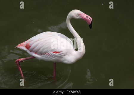 Greater Flamingo (Phoenicopterus roseus) at Ohrada Zoo in Hluboka nad Vltavou, South Bohemia, Czech Republic. Stock Photo