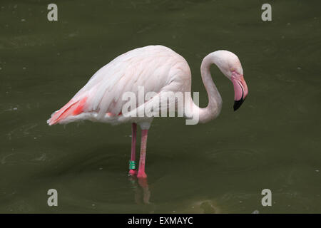 Greater Flamingo (Phoenicopterus roseus) at Ohrada Zoo in Hluboka nad Vltavou, South Bohemia, Czech Republic. Stock Photo