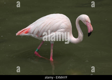 Greater Flamingo (Phoenicopterus roseus) at Ohrada Zoo in Hluboka nad Vltavou, South Bohemia, Czech Republic. Stock Photo