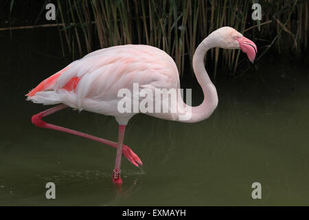 Greater Flamingo (Phoenicopterus roseus) at Ohrada Zoo in Hluboka nad Vltavou, South Bohemia, Czech Republic. Stock Photo