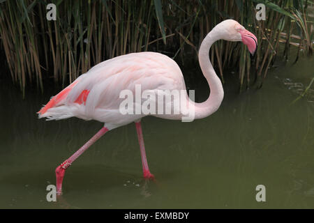 Greater Flamingo (Phoenicopterus roseus) at Ohrada Zoo in Hluboka nad Vltavou, South Bohemia, Czech Republic. Stock Photo