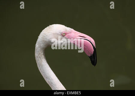 Greater Flamingo (Phoenicopterus roseus) at Ohrada Zoo in Hluboka nad Vltavou, South Bohemia, Czech Republic. Stock Photo