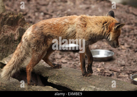 Red fox (Vulpes vulpes) inspecting empty bowls at Ohrada Zoo in Hluboka nad Vltavou, South Bohemia, Czech Republic. Stock Photo