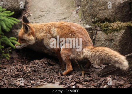 Red fox (Vulpes vulpes) at Ohrada Zoo in Hluboka nad Vltavou, South Bohemia, Czech Republic. Stock Photo
