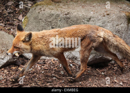 Red fox (Vulpes vulpes) at Ohrada Zoo in Hluboka nad Vltavou, South Bohemia, Czech Republic. Stock Photo