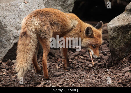 Red fox (Vulpes vulpes) eating chicken at Ohrada Zoo in Hluboka nad Vltavou, South Bohemia, Czech Republic. Stock Photo
