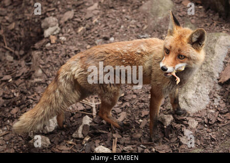 Red fox (Vulpes vulpes) eating chicken at Ohrada Zoo in Hluboka nad Vltavou, South Bohemia, Czech Republic. Stock Photo