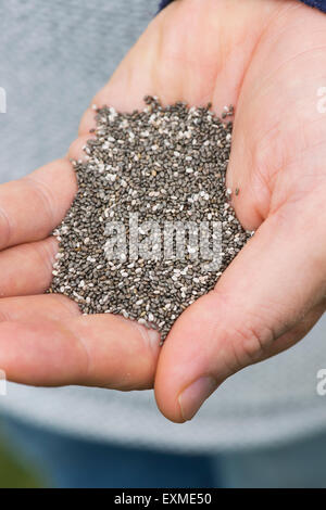 Salvia Hispanica seed. Hand holding Chia seeds Stock Photo