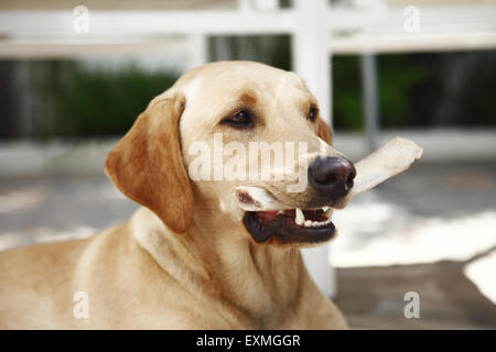 Happy dog eating beef bone or dental stick. Large fluffy puppy dog ...