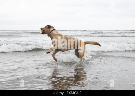 Yellow Labrador Retriever puppy aged 14 months old learning to swim in the sea in Brighton, UK Stock Photo