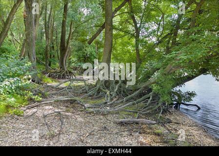 Alluvial forest on the waterfront of Danube in National park  Donau-Auen in Austria. Stock Photo