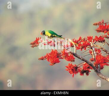 Flowering tree ; Ladakh ; Kashmir ; India ; Asia ; Asian ; Indian Stock Photo