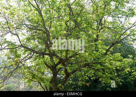 Karanji tree, Pongamia glabra, Karanja tree, Indian beech tree, Pongame oiltree, Pongamia pinnata, Millettia pinnata, India, Asia