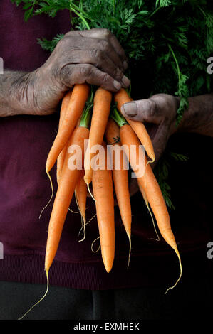 Gardener man holding a bunch of carrots Stock Photo - Alamy