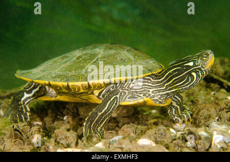 Northern Map Turtle (Graptemys geographica) underwater. Stock Photo