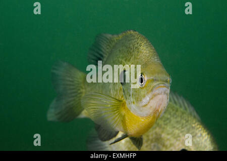 Bluegill (Lepomis macrochirus) fish underwater. Stock Photo
