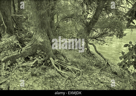 Alluvial forest on the waterfront of Danube in National park  Donau-Auen in Austria. Stock Photo