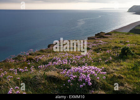 Sea Pinks growing beside the South West Coast Path on the Jurassic Coast at Eype, Dorset. Stock Photo
