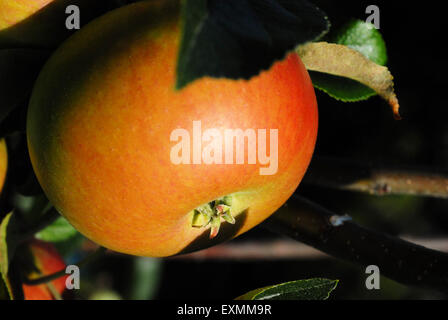 Eating apple, Malus domestica discovery Stock Photo
