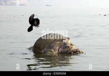 Crow eating cow carcass floating ganga river ganges, Banaras, Benaras, Varanasi, Uttar Pradesh, India, Asia Stock Photo