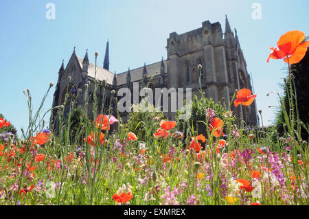 11/07/2015 Wild flowers and the Fitzalan Chapel at Arundel Castle Arundel Castle, West Sussex was founded at the end of the 11th Stock Photo