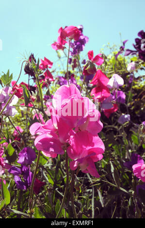 11/07/2015 Sweet Peas in the gardens at Arundel Cstle. Arundel Castle, West Sussex was founded at the end of the 11th Century an Stock Photo