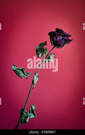 single retro dried rose flower Stock Photo