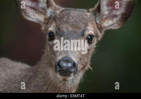 A young Mule Deer (Odocoileus hemionus) Sierra foothills, Northern California. Stock Photo