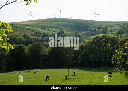 Sheep grazing below Mynydd Gorddu E-On wind farm upland area of countryside near Tal-y-bont village in Ceredigion,Mid Wales. Stock Photo