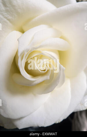 Bedfordshire, England. Close-up of a white rose flower. Stock Photo