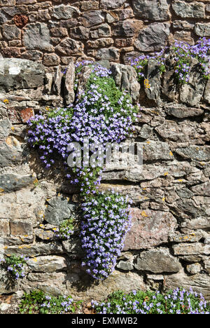 East Ogwell, Devon, England. Flowers on stone wall shaped like the Americas. Stock Photo