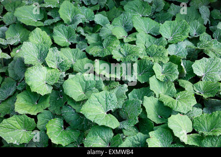 Butterbur, a medicinal plant gowing wild in Ireland Stock Photo