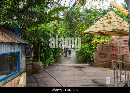 Interior of Rainforest Biome at the Eden Project, Bodelva, near St Austell, Cornwall, England, UK Stock Photo