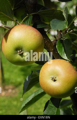 apples growing on tree Stock Photo