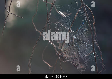 Big spider web  placed in between pine tree cone branches. Limnos island, Greece Stock Photo