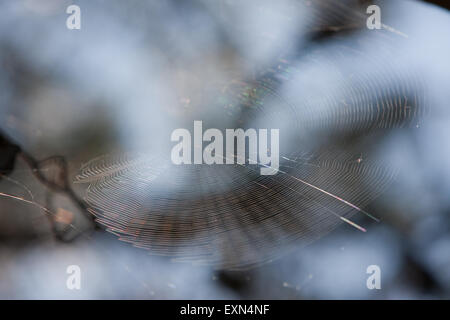 Camouflaged spider web  trap placed in between pine tree cone branches. Limnos island, Greece Stock Photo