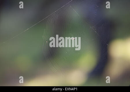 Tiny spider on its disguised silky trap. Limnos or Lemnos island, Greece Stock Photo
