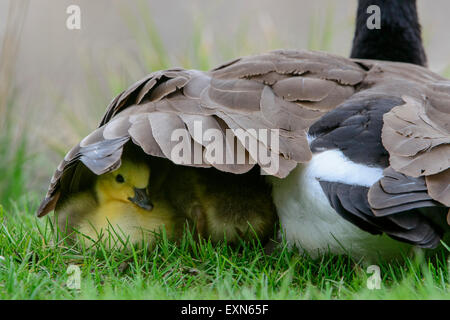 A Canada goose gosling (Branta canadensis) is sheltered underneath its mother's wing, Missoula, Montana Stock Photo
