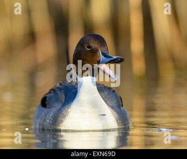 Quacking Northern Pintail Duck (Anas acuta), Pacific Northwest Stock Photo