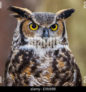 A closeup of a great horned owl. Stock Photo