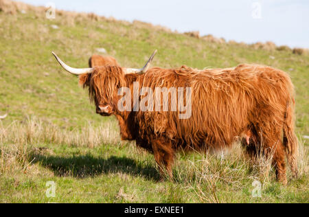 Long haired and horned Aberdeen Angus cows in a field overlooking Nant Y Moch lake,dam,Powys,Ceredigion,Mid Wales,U.K. Stock Photo