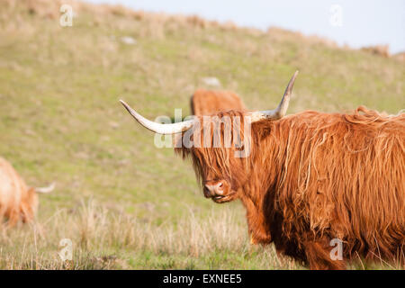 Long haired and horned Aberdeen Angus cows in a field overlooking Nant Y Moch lake,dam,Powys,Ceredigion,Mid Wales,U.K. Stock Photo