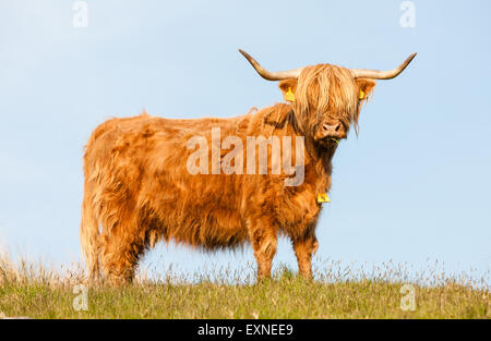 Long haired and horned Aberdeen Angus cows in a field overlooking Nant Y Moch lake,dam,Powys,Ceredigion,Mid Wales,U.K. Stock Photo