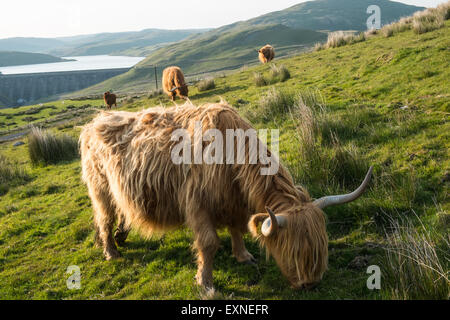 Long haired and horned Aberdeen Angus cows in a field overlooking Nant Y Moch lake,dam,Powys,Ceredigion,Mid Wales,U.K. Stock Photo