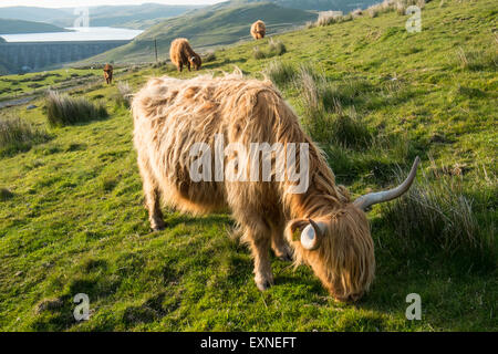 Long haired and horned Aberdeen Angus cows in a field overlooking Nant Y Moch lake,dam,Powys,Ceredigion,Mid Wales,U.K. Stock Photo