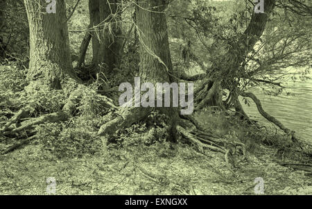 Alluvial forest on the waterfront of Danube in National park Donau-Auen in Austria. Stock Photo