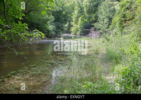 Alluvial forest on the waterfront of Danube in National park Donau-Auen in Austria. Stock Photo